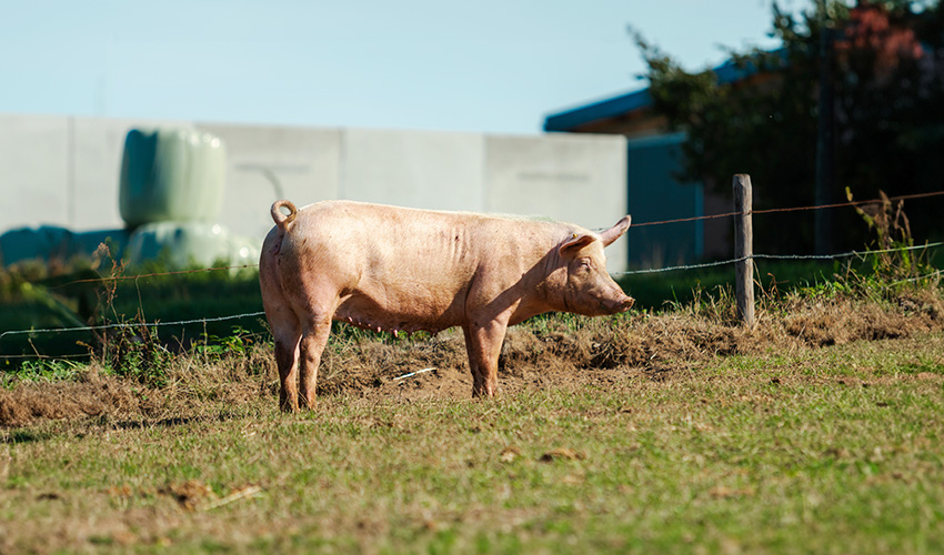 Seccion-grid-procesos-sandach Seccion-grid-procesos-sandach